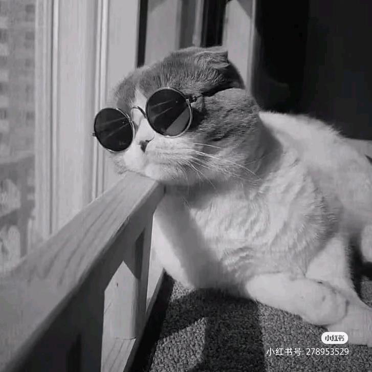 你是猫猫吗
