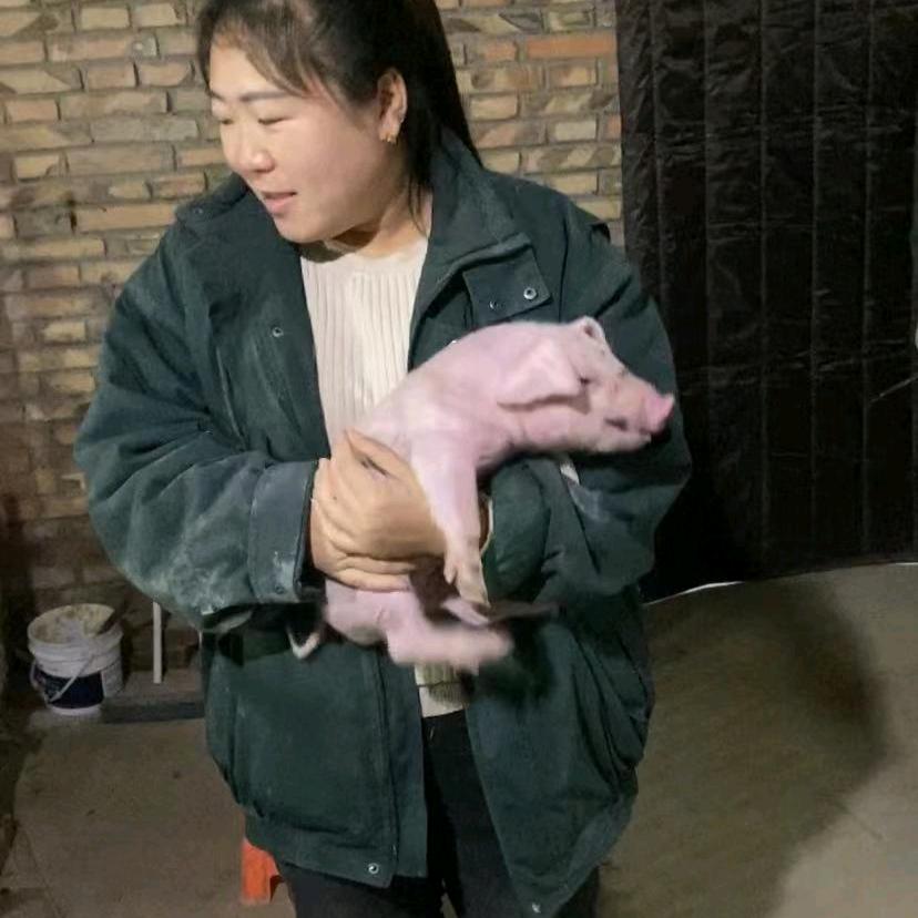 猪小妹