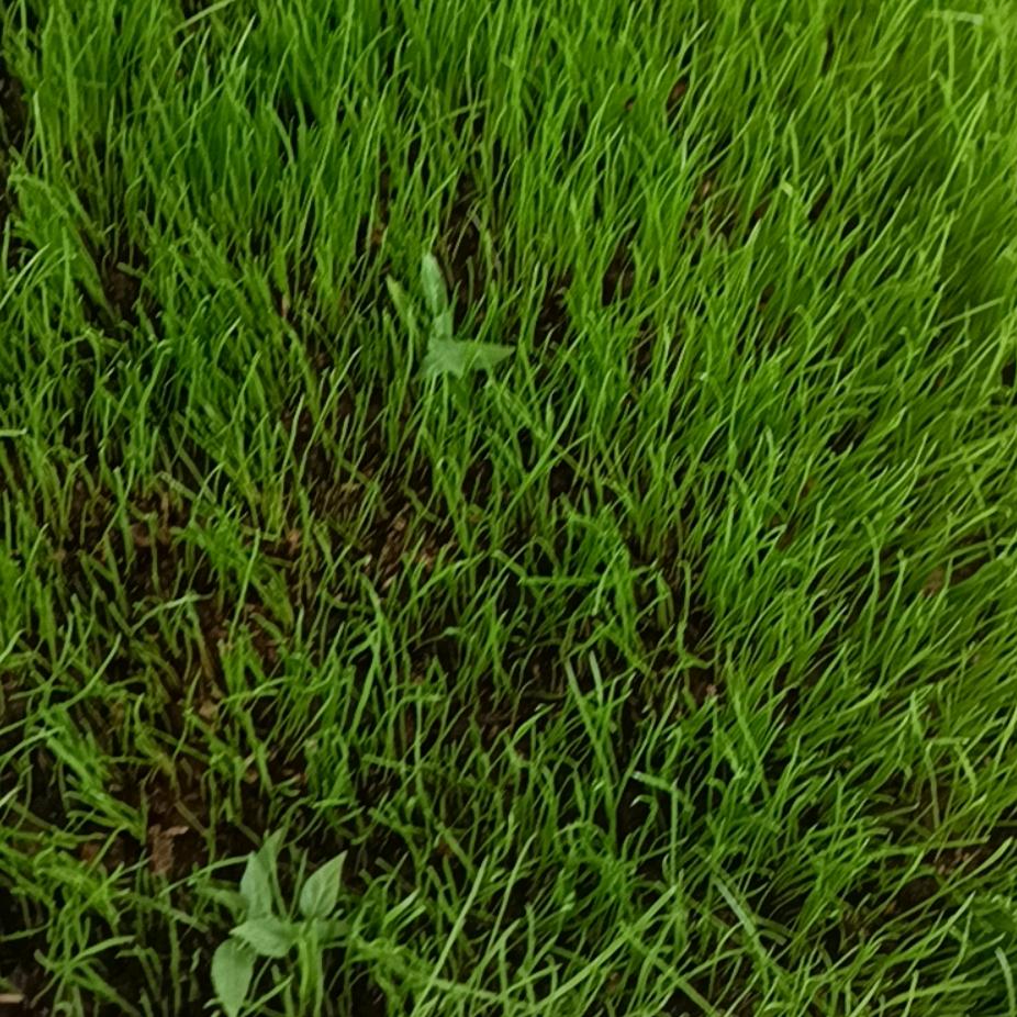 爱唱山歌