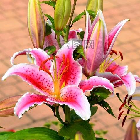 🌷🌷百合🌷🌷