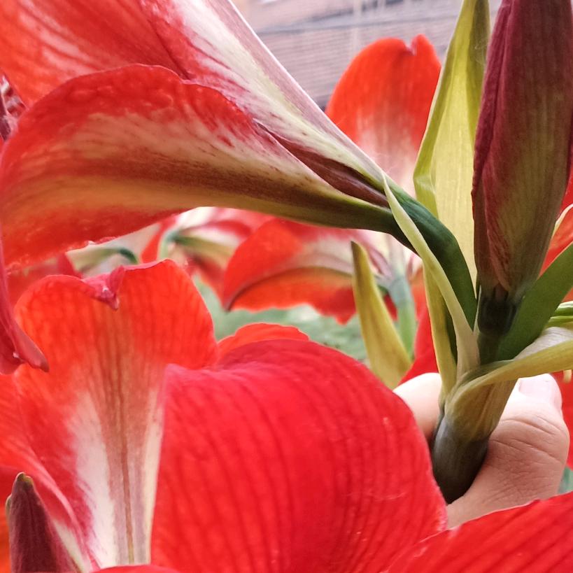 彭兰❗️❗️🦚🌷🌷冷漠的心