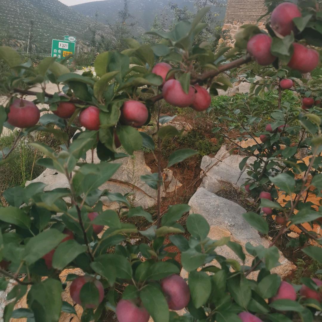 花果山生态果园