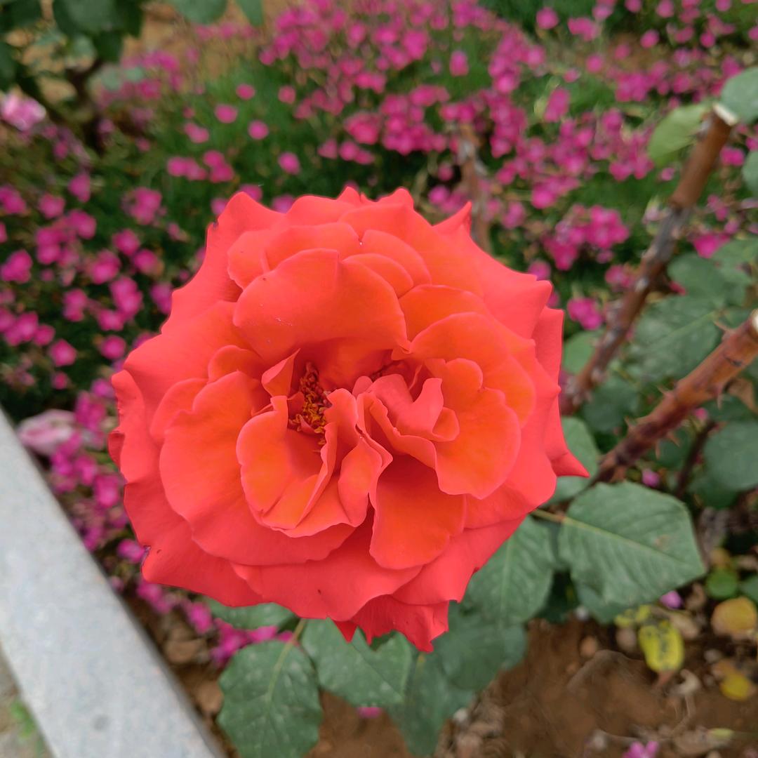 木鱼。。。。。