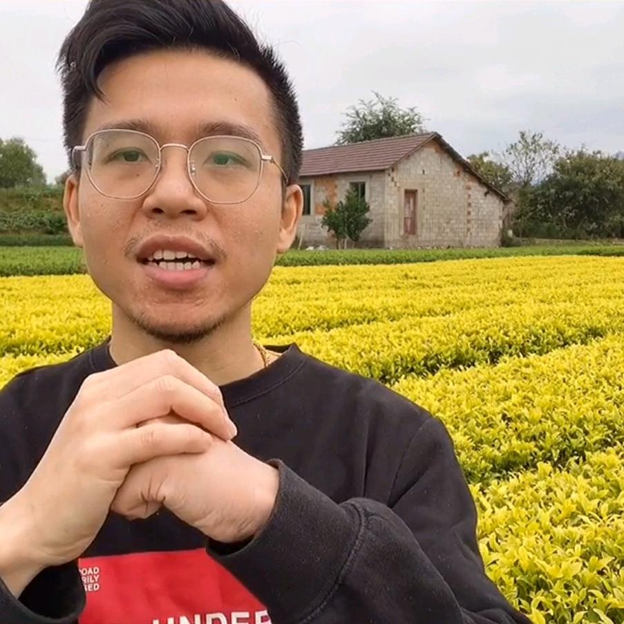 汇春茗小金茶叶