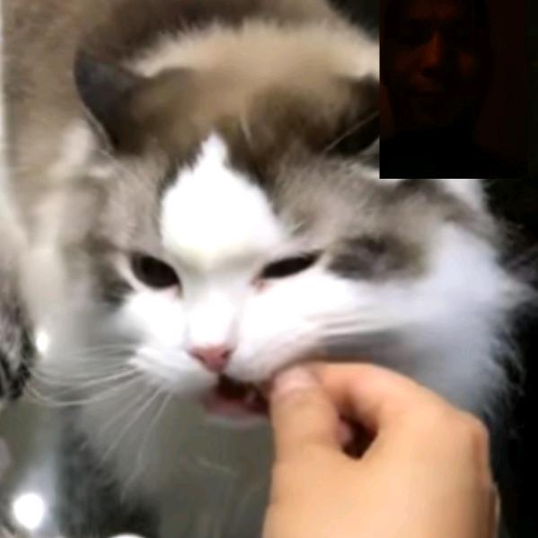 原深猫砂
