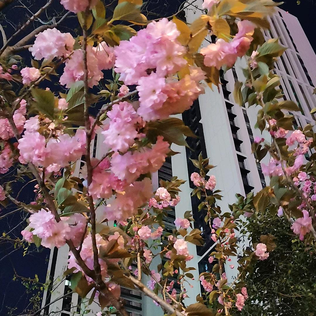 随风好物(首播)