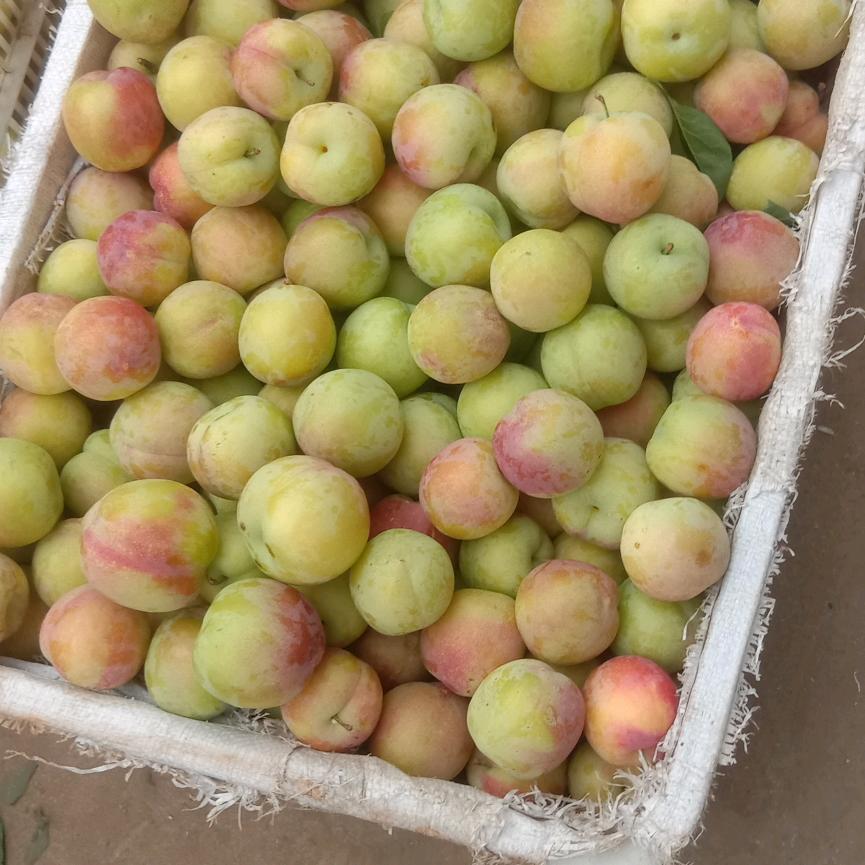 杨国