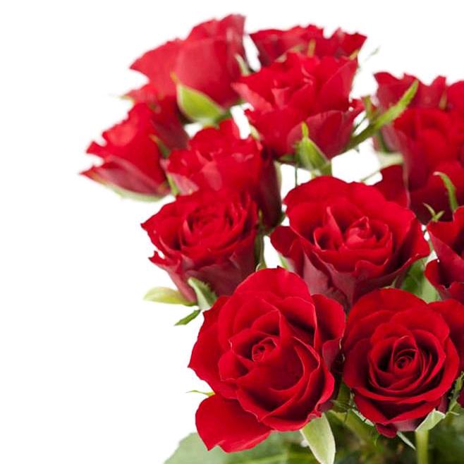 🌹爱🌹