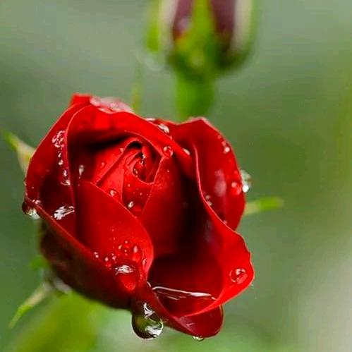 一花一世界❤️