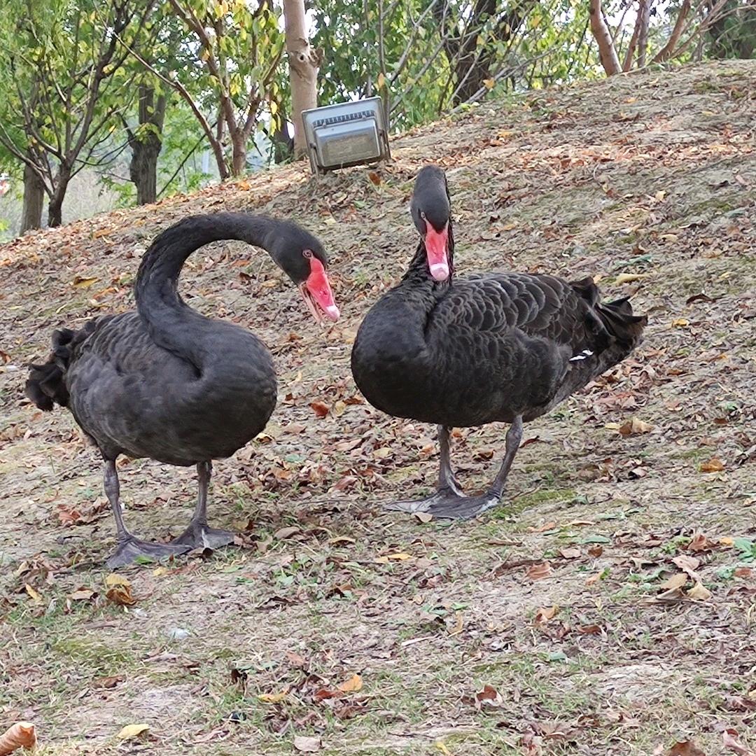 兜里没有糖