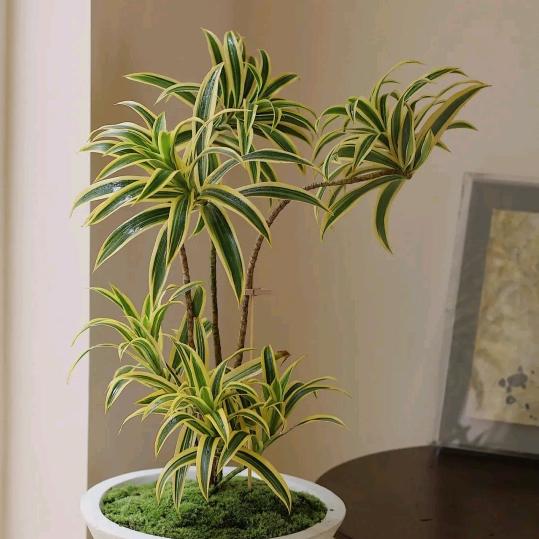 植🌱觉🍃