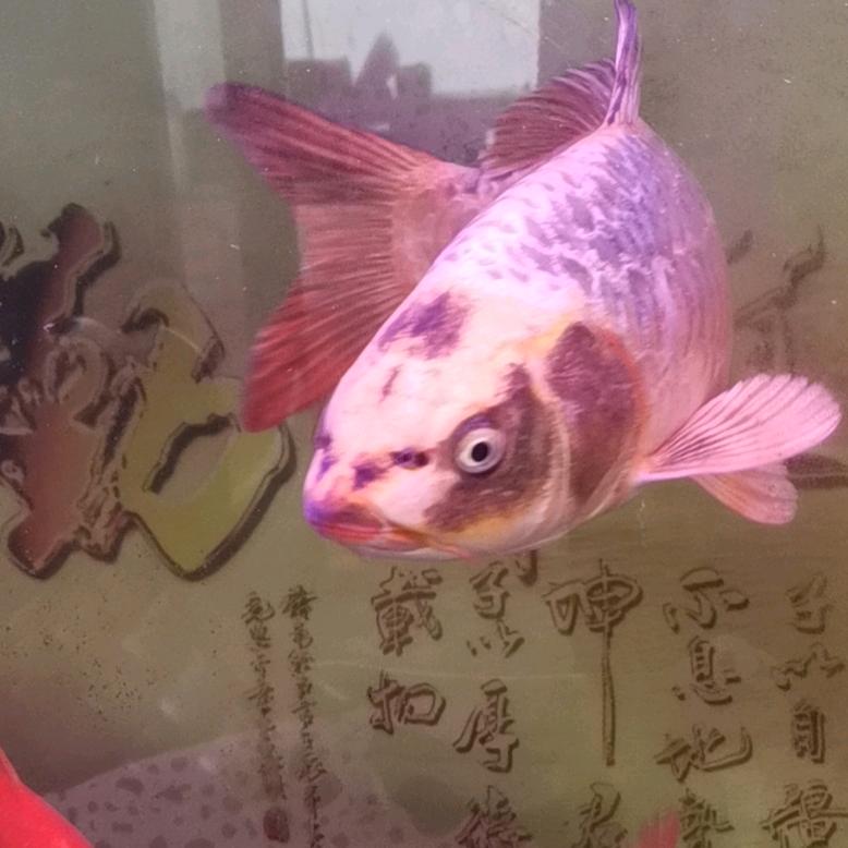 鑫乐园