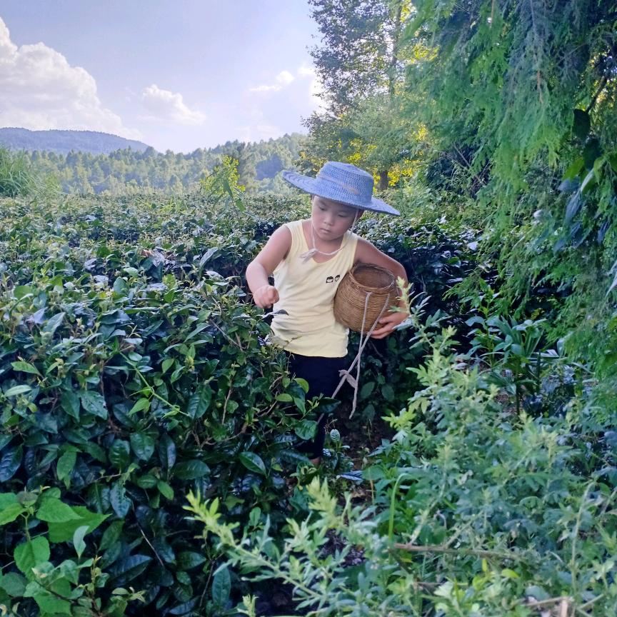 茶海少爷
