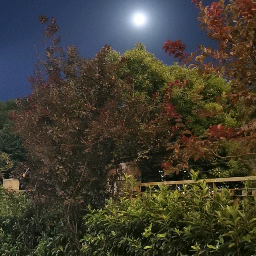 博学多才的魔术师