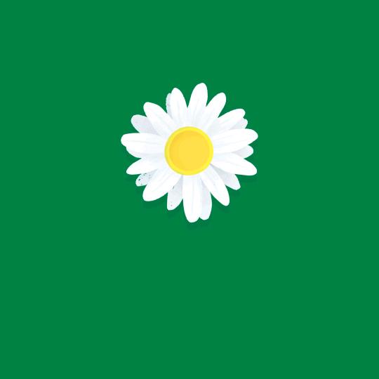 杨宝