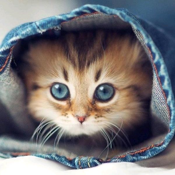 蓝猫电商运营分享