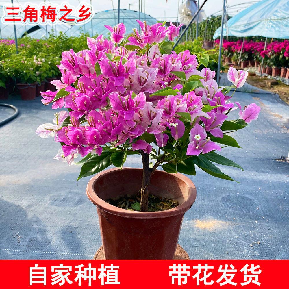 漳州高新区颜厝刘见花卉店