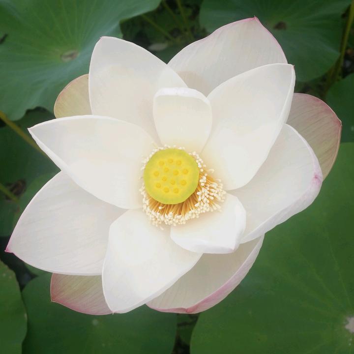 红尘过客