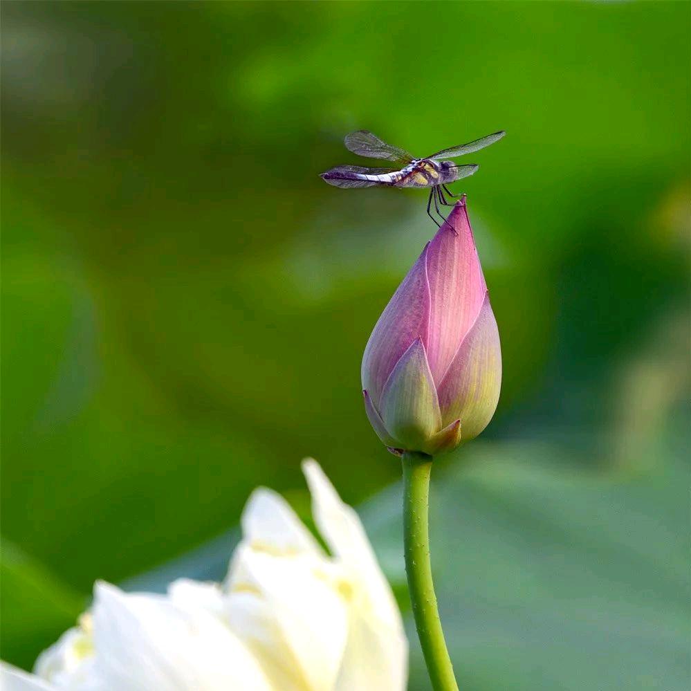 职业教育规划师