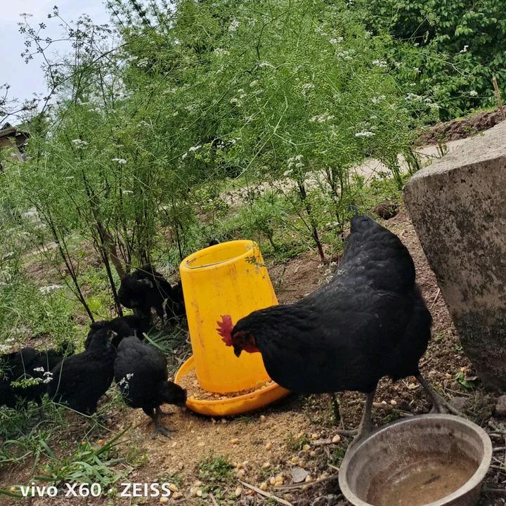 虫子土鸡
