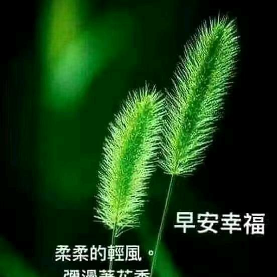 安安岩茶