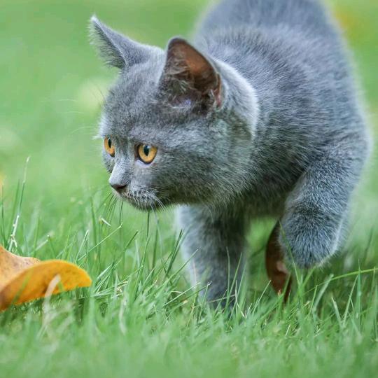 一棵草