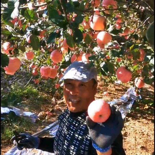 栖霞苹果