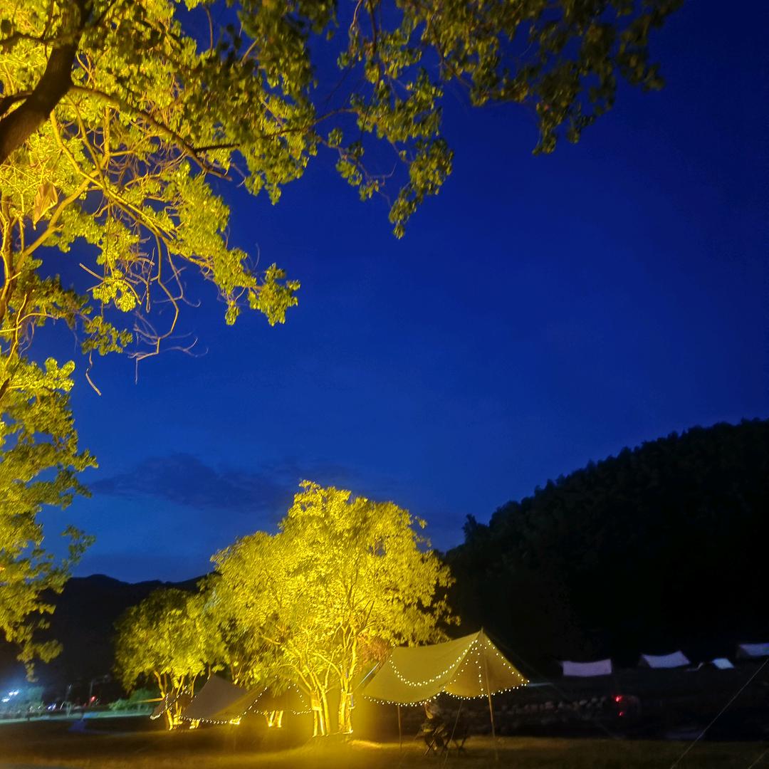 一颗向日葵🌻