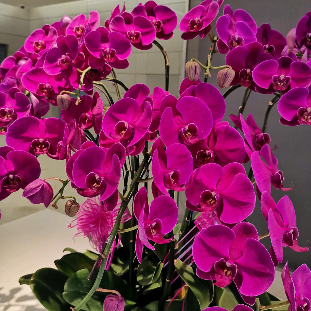 春暖花开🌹🌹🌹🍀🌺🌺?