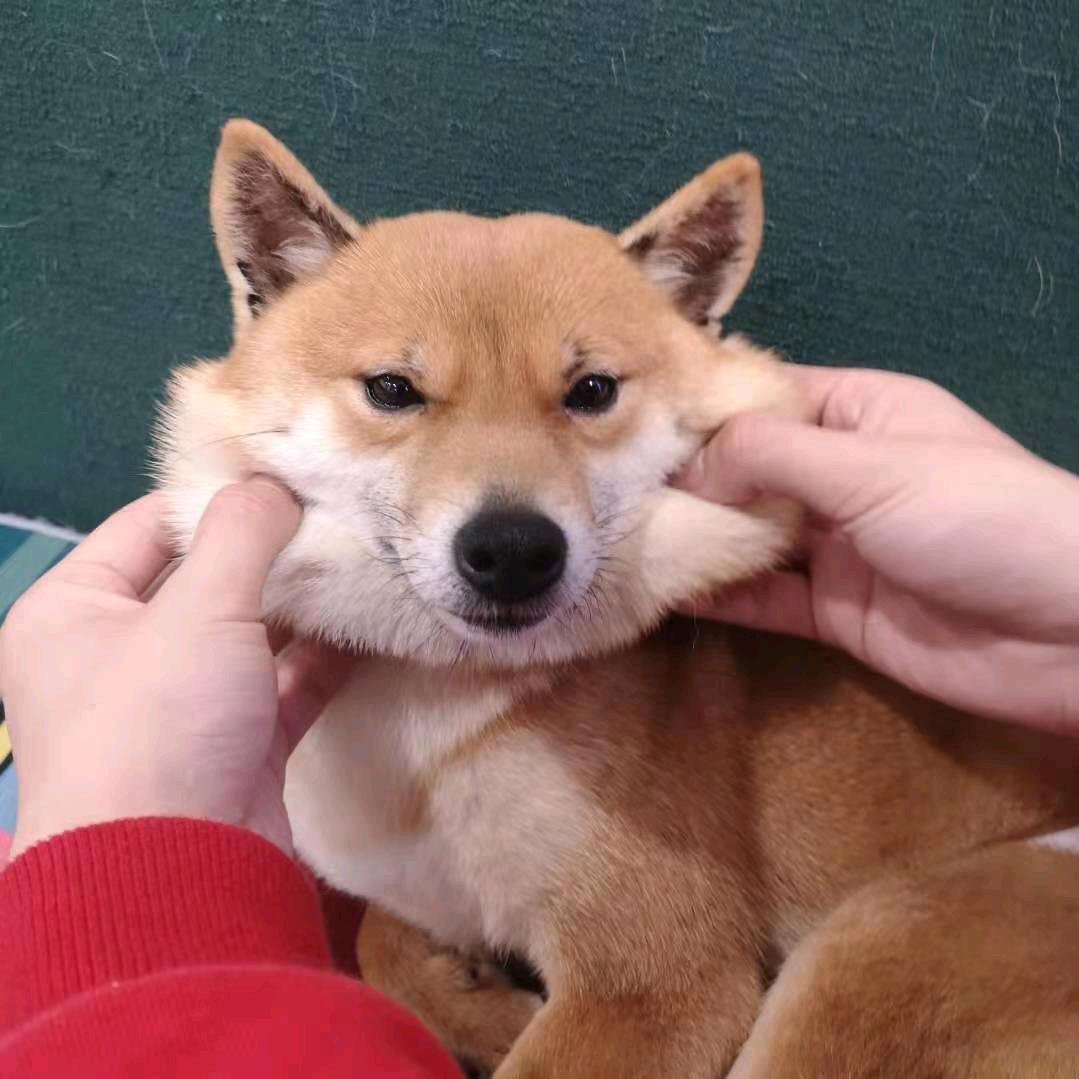 一只快乐的小怪兽