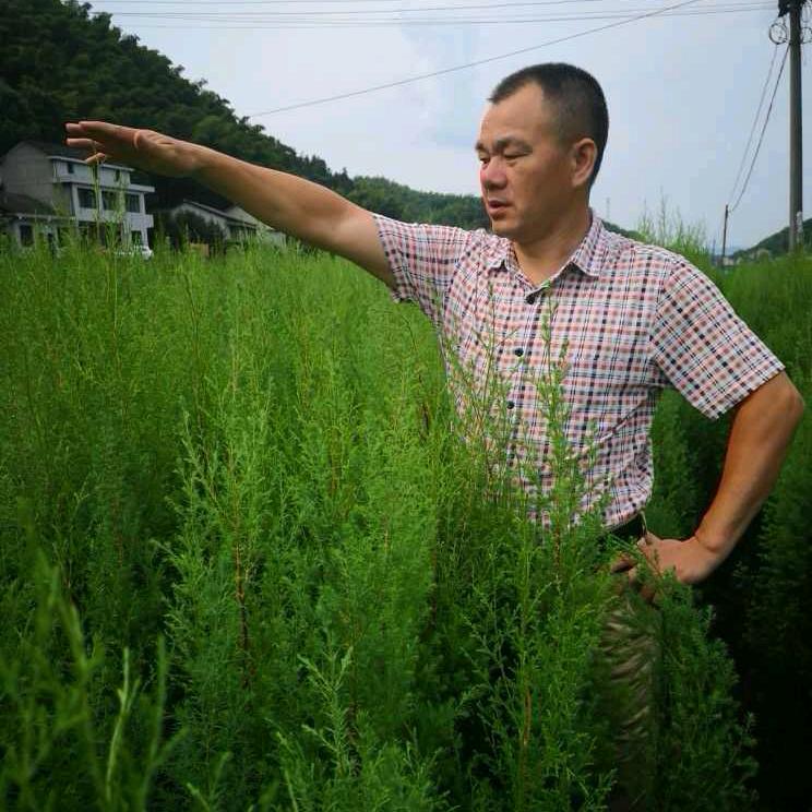 中浩园林绿化苗木