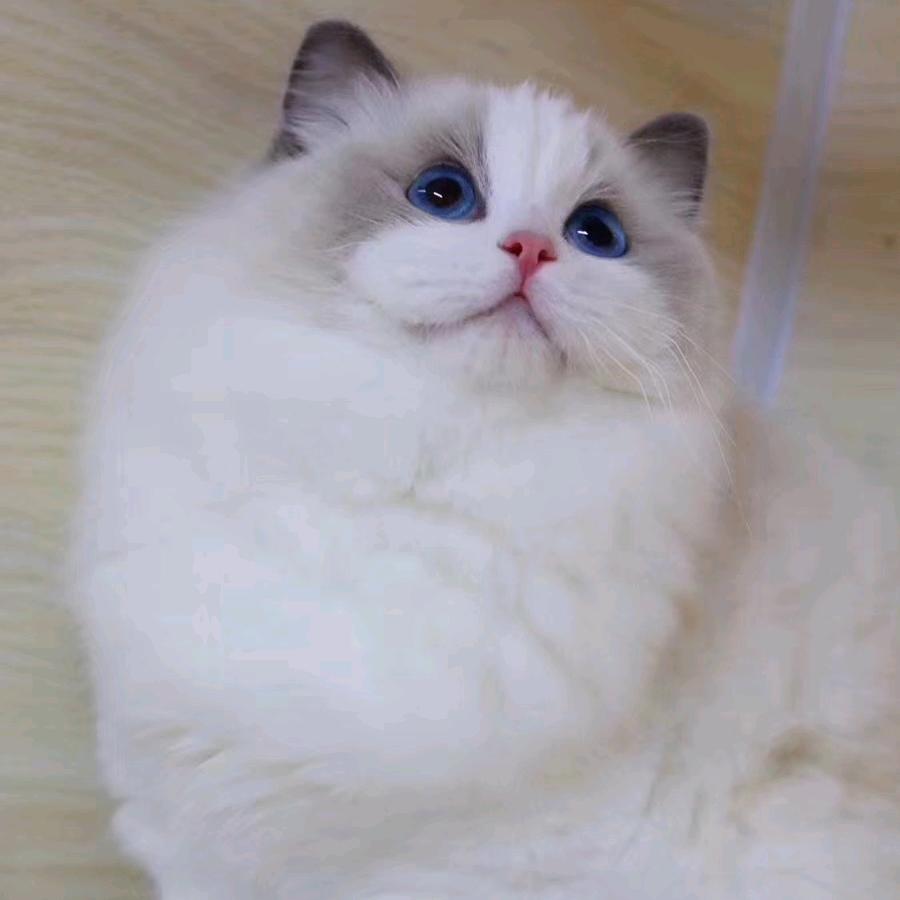 冰雨家宠～布偶猫