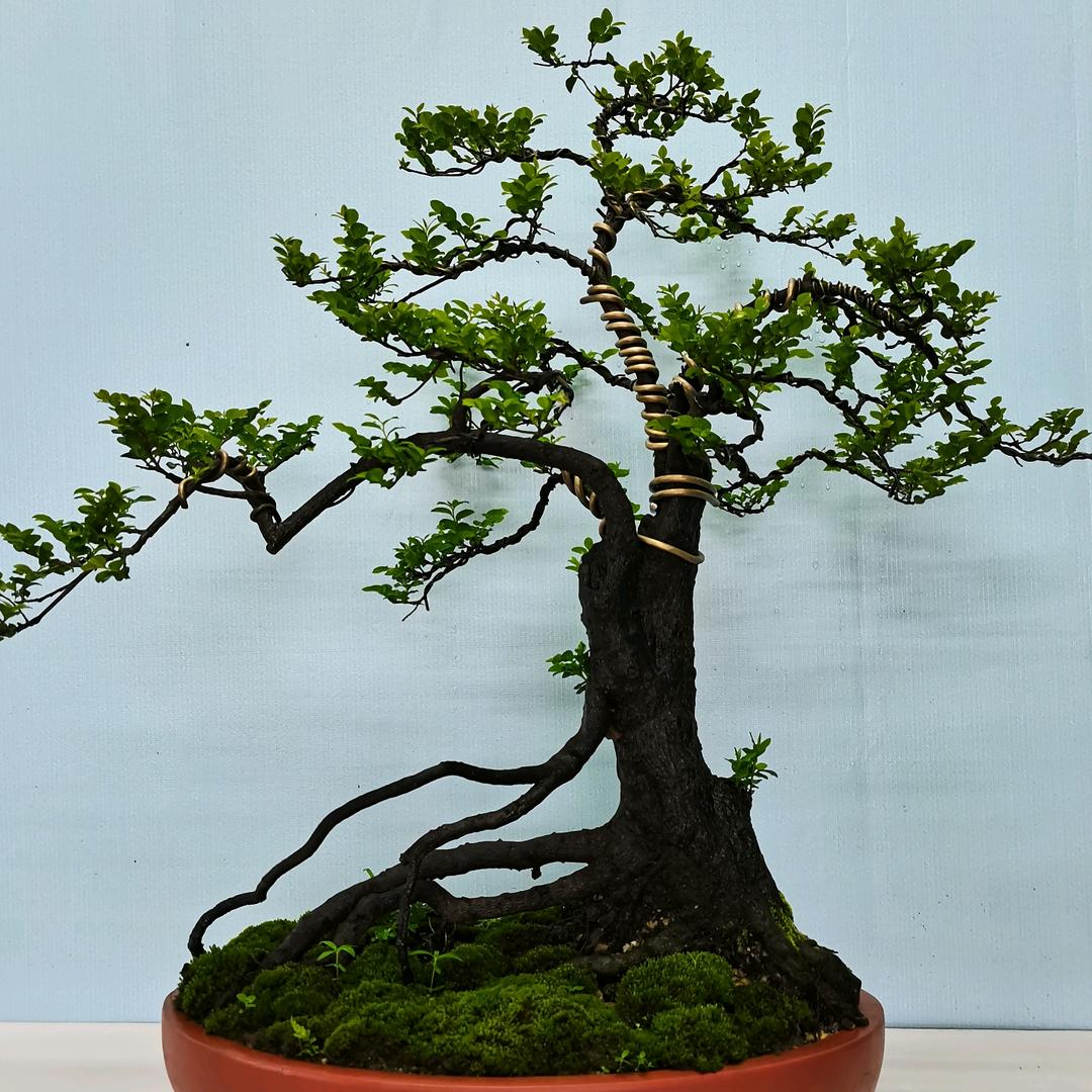 三缘盆景园