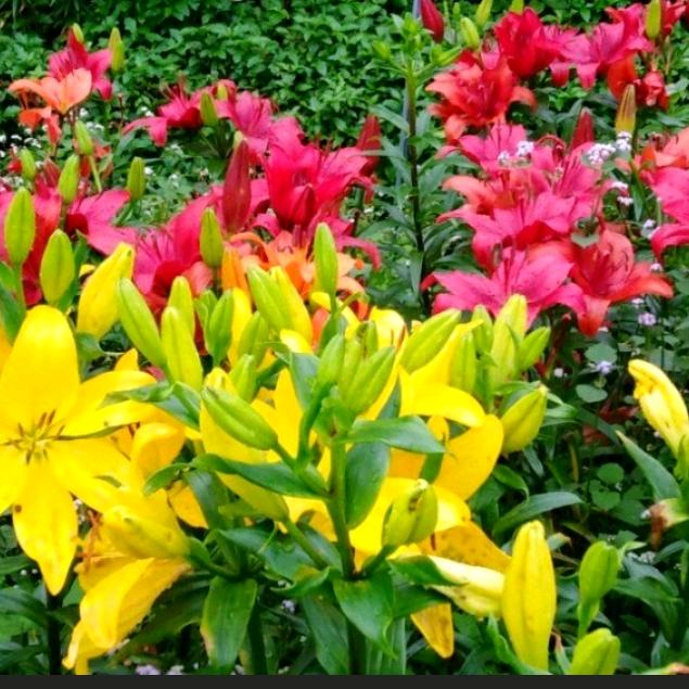心花怒放