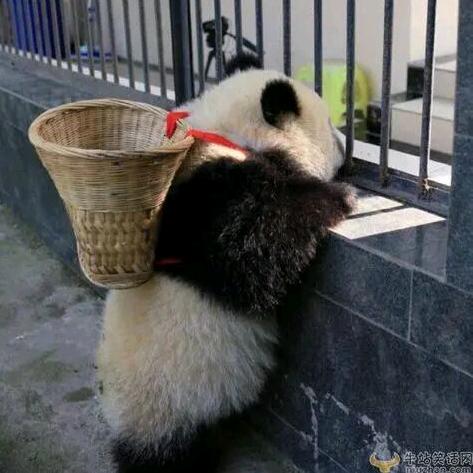 橙子动物百科
