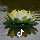 楚楚