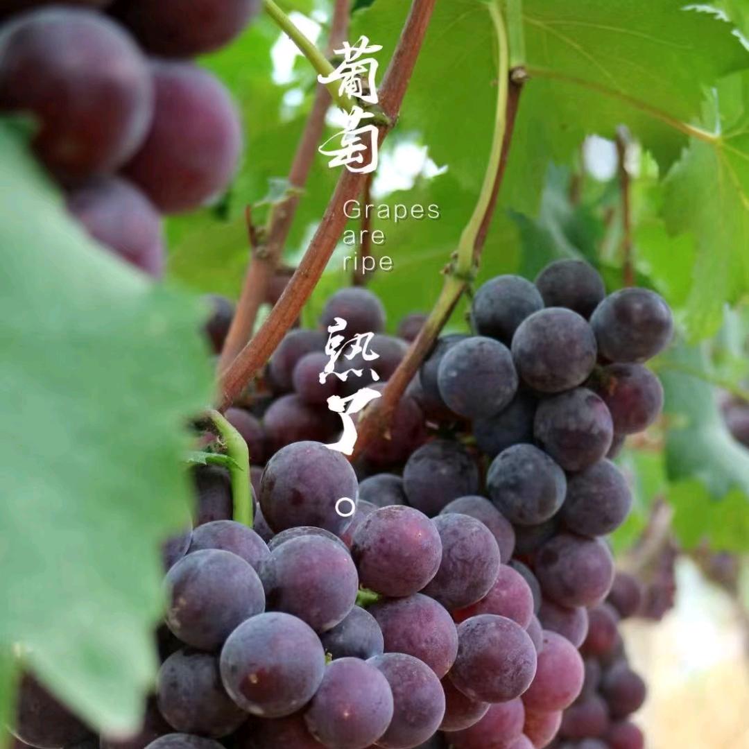 葡萄哥---唐宋葡萄