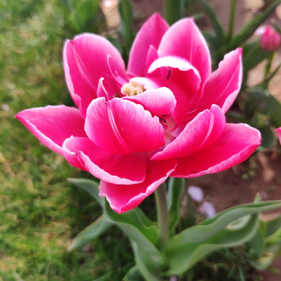 玫🌹瑰🌹正能量