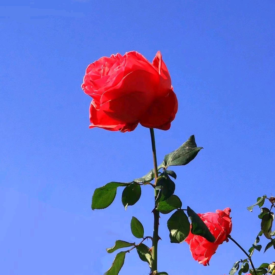 静赏繁花