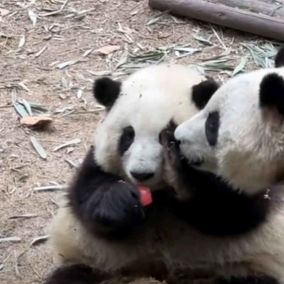 我是你的铁粉