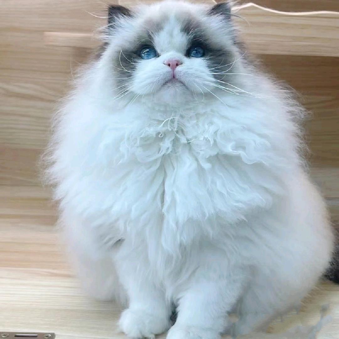 泡哥宠物