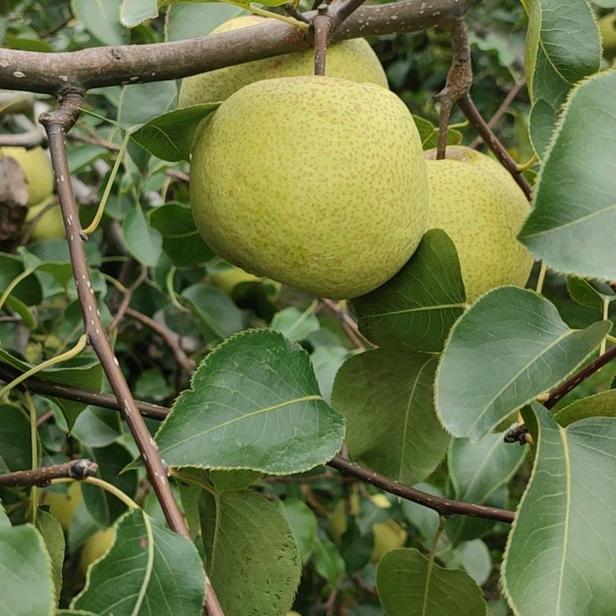砀山酥梨