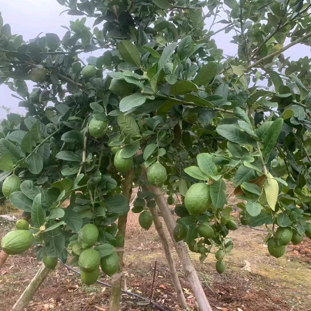 大明香水柠檬