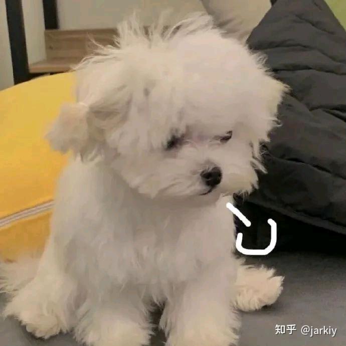 搬砖小肥狗