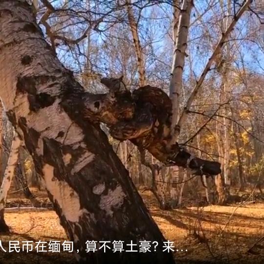 阳光