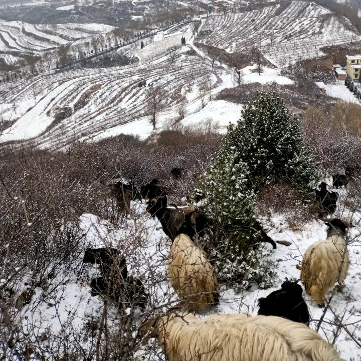 神湾牧羊人