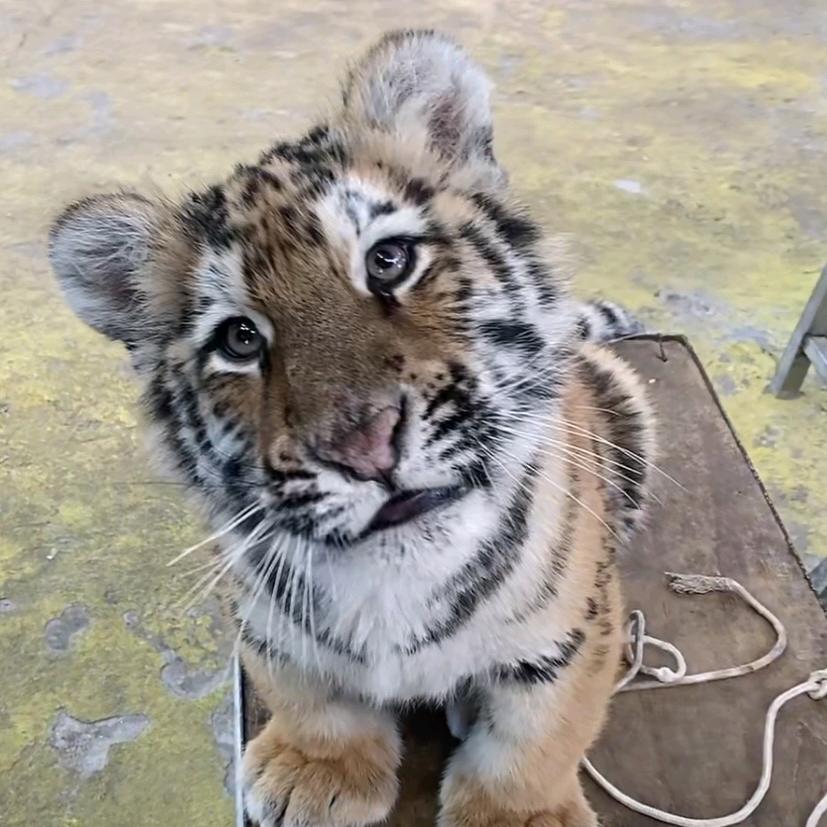 骑着蜗牛🐌看虎🐯跑