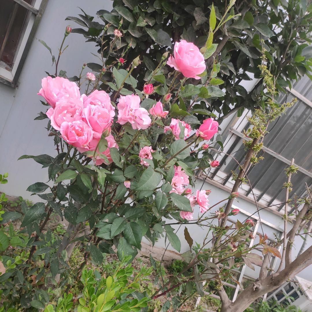 农村养生