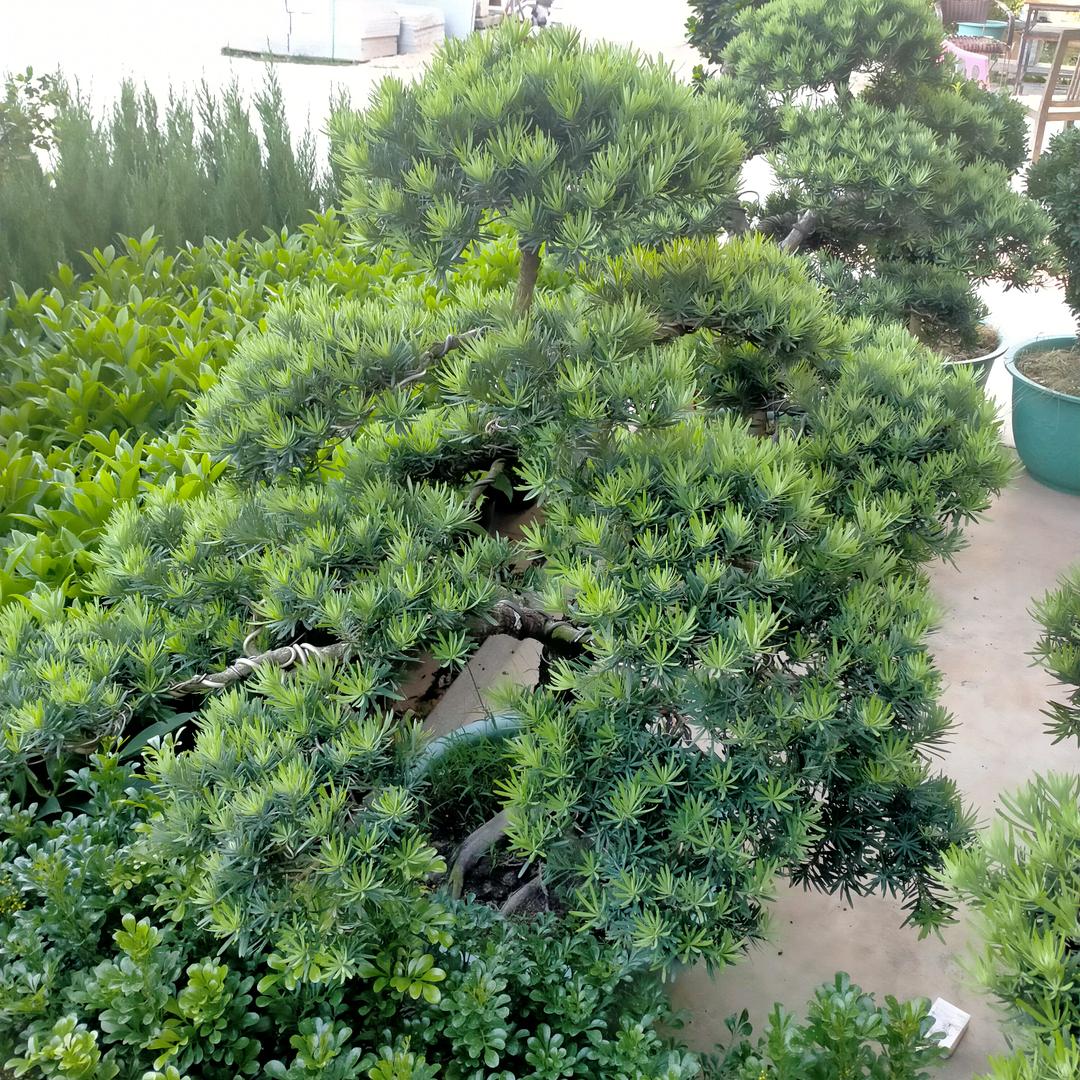 仓石一树Kazuki Kuraishi潮流先生专卖店