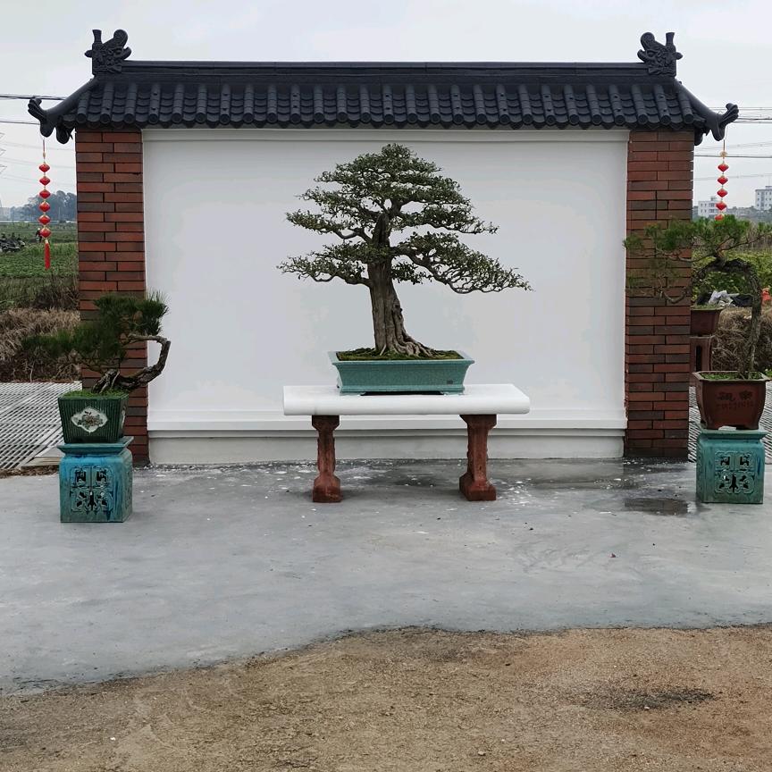 化州市百景盆景，利达汽配